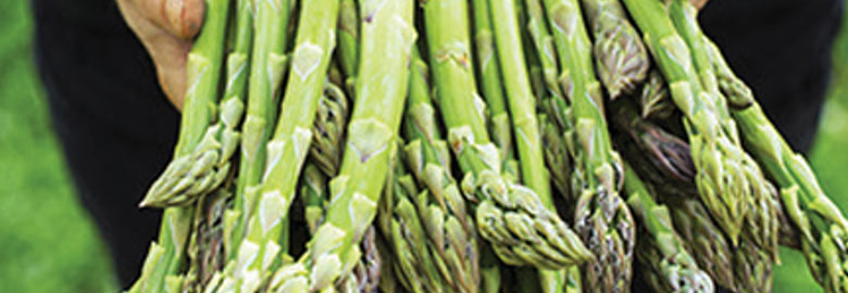 Asparagus Stem Extract: Infuses the skin with balanced moisture.