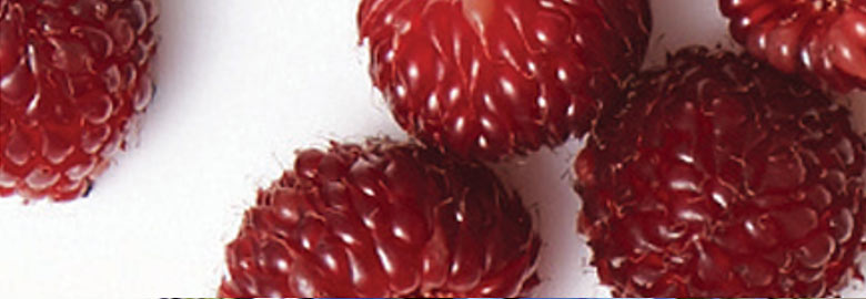 Berryflux Vita: Active ingredients extracted from raspberry stem cells help increase moisture content and enhance skin elasticity.