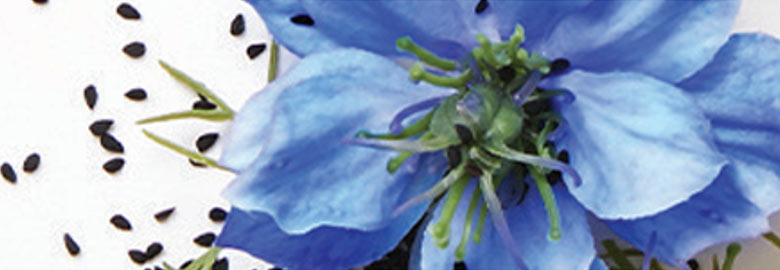 Black Cumin Seed Oil: Known as Cleopatra’s beauty secret, this oil helps improve overall skin condition.