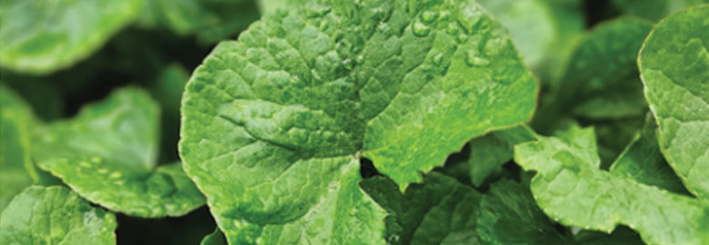 BYoungPool (Centella Asiatica) Leaf Water: Helps soothe and hydrate dry skin while delivering antioxidant and skin-rejuvenating benefits.