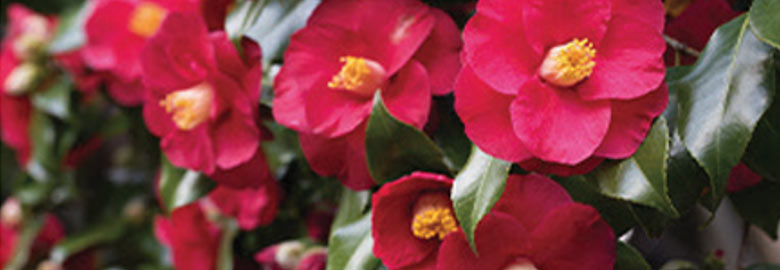 Camellia Seed Oil: Delivers intense moisture and nutrients to maintain smooth, glowy skin.