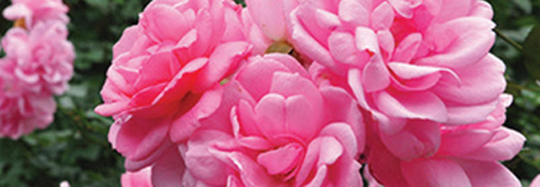 Damask Rose Water: Contains vitamins and minerals to help moisturise and nourish dry skin.