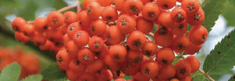 Seaberry (Hippophae Rhamnoides) Water: Contains high levels of Vitamin C and E, which aid in skin vitality.